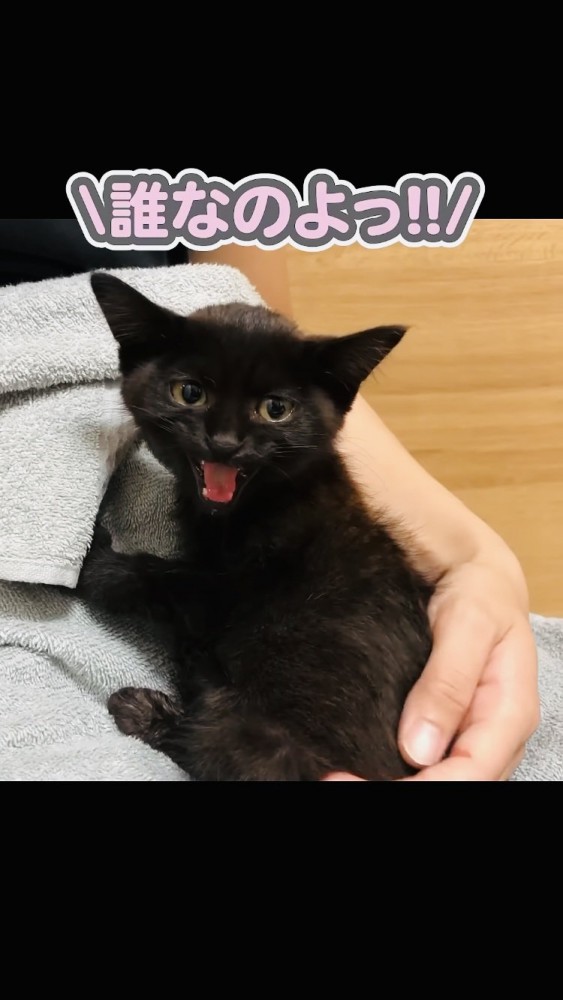 ママの足の上で鳴く子猫