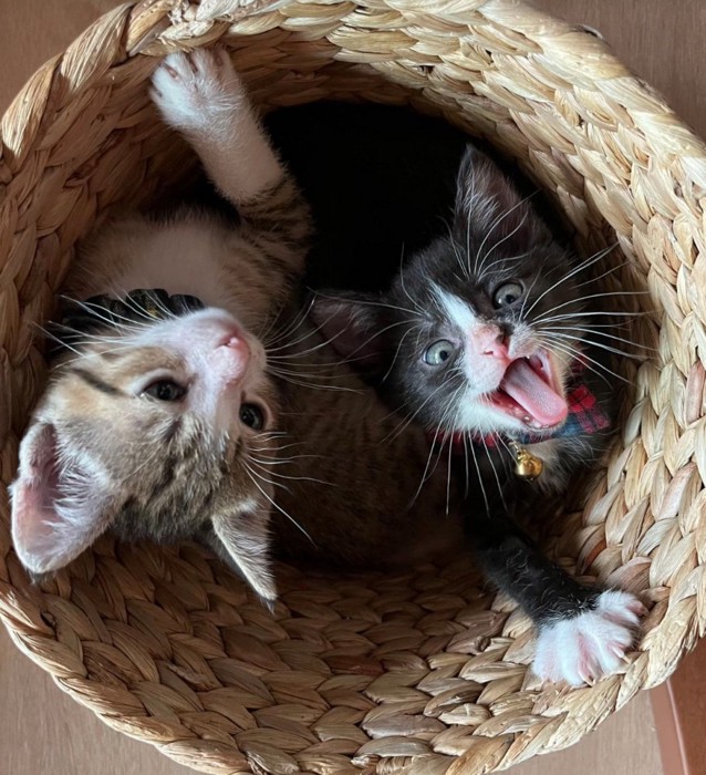 カゴに入る赤ちゃん猫