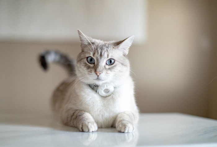 エアタグをつけた猫