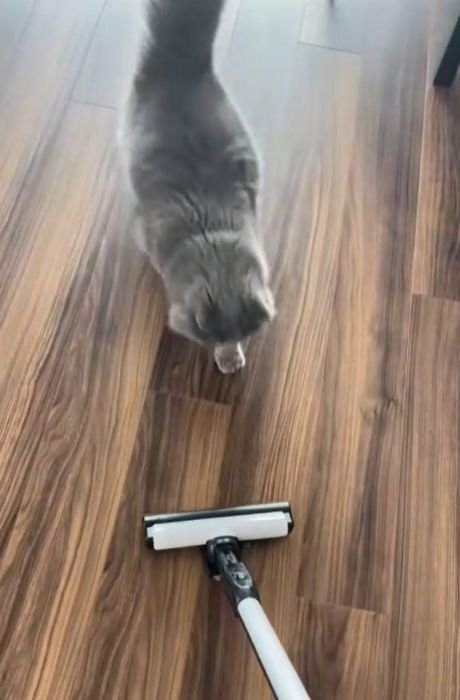 掃除機の側に立つ猫