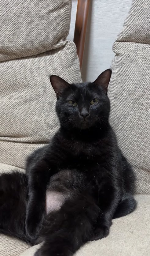 カメラ目線のソファに座っている黒猫（正面アップ）