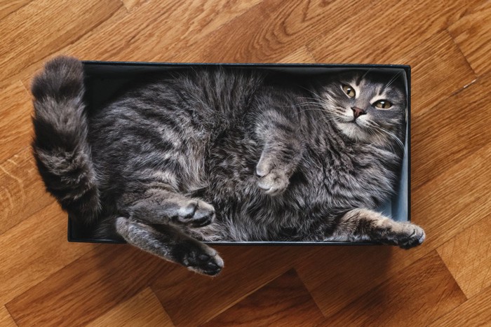 小さい箱に入る猫