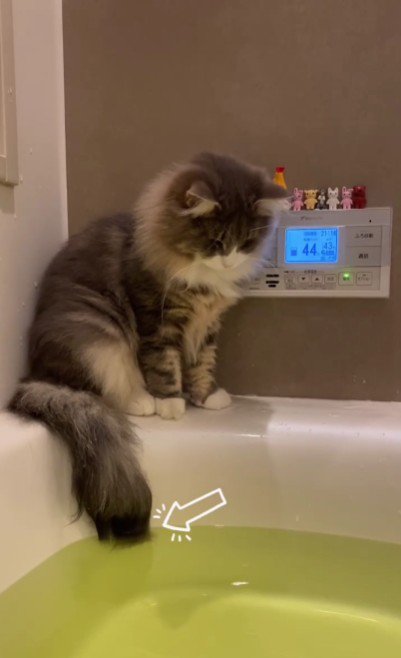 湯船の縁に座っている猫