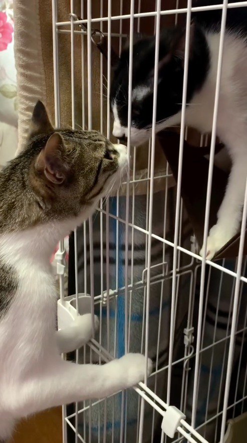 ケージ越しに鼻を近づけるハチワレ猫とキジ白猫