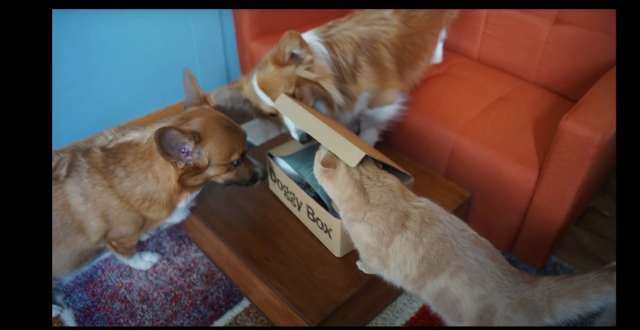 箱の中を見る猫と犬