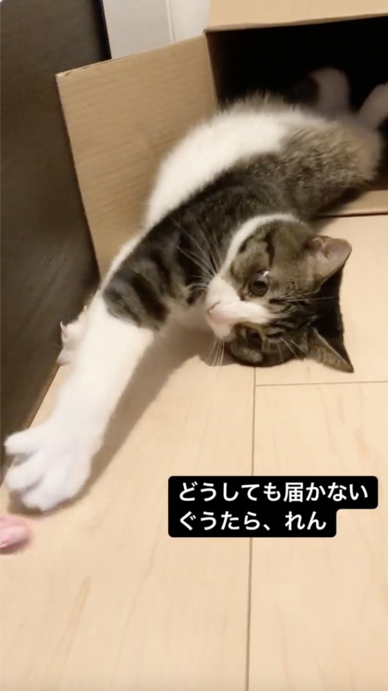 紙を取るのにもう一歩な猫