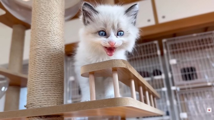 タワーで威嚇する子猫