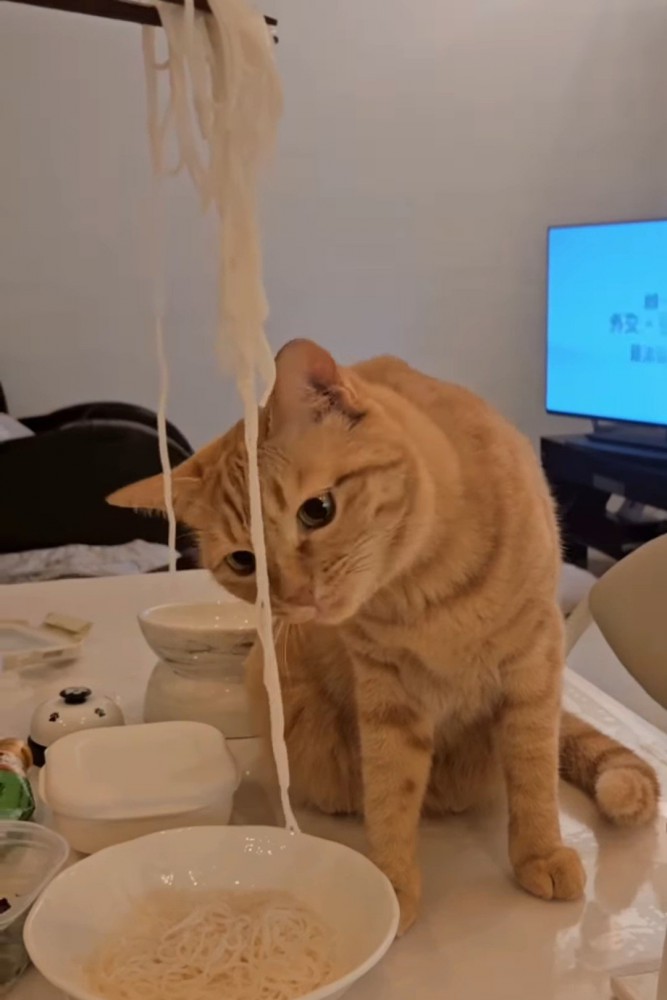 そうめんを見る猫