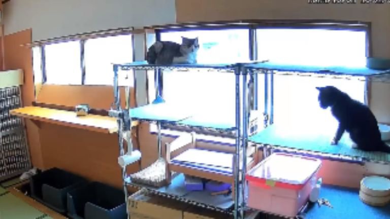 室内にいる猫たち