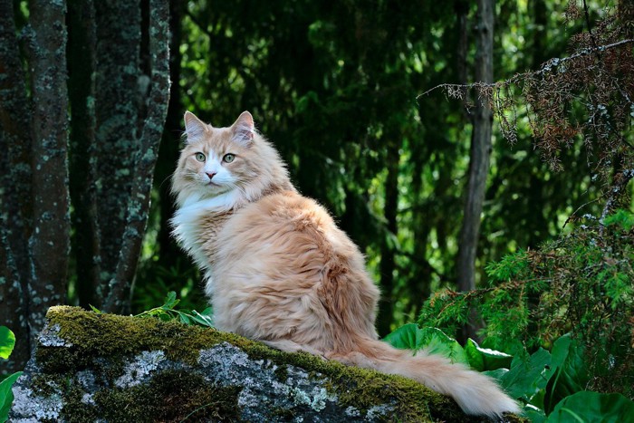 ノルウェージャンフォレストキャット