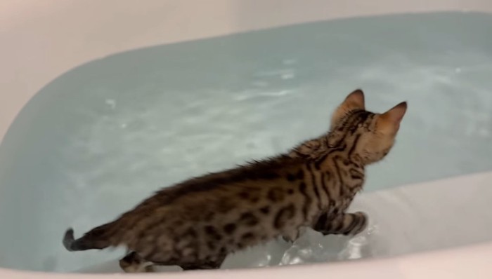 浴槽の中を歩いて