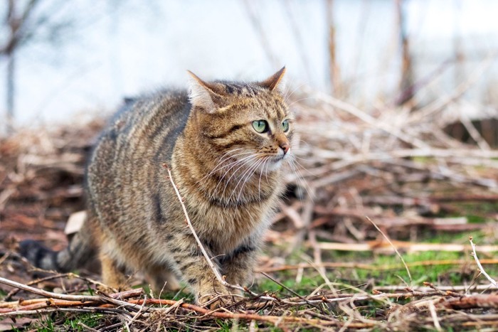 警戒している猫