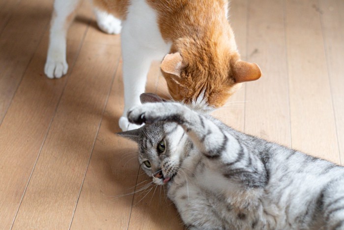 喧嘩する二匹の猫