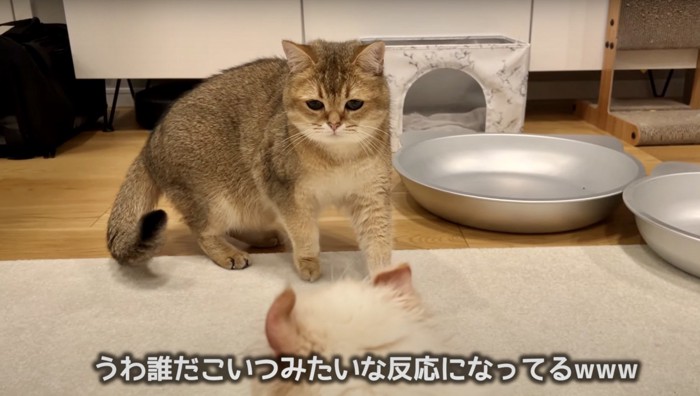 茶色の猫が白猫を見ている