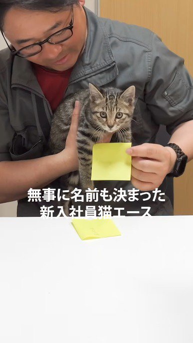 社長に抱き抱えられる子猫