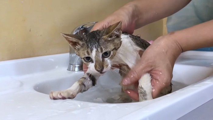 体を濡らされる猫