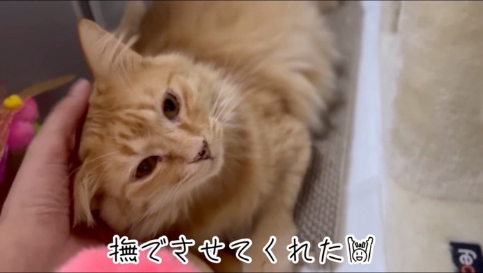 横になって飼い主に撫でられる猫