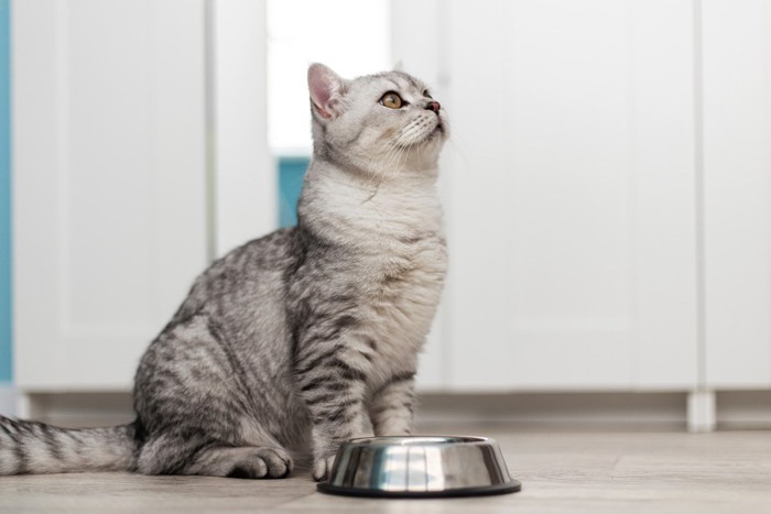 食器の側に座る猫