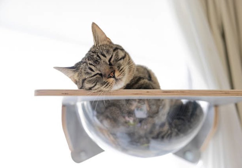 先輩猫相手に何もできなかった子猫が……1年後に見せた『まさかの