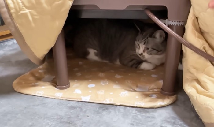 机の下でくつろぐ猫