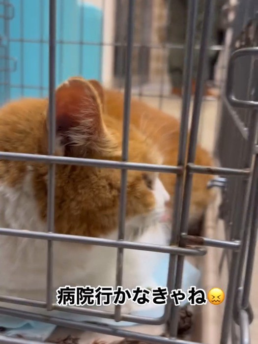 ケージの中にいる猫