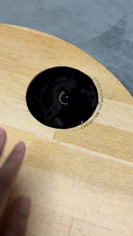 爪とぎボウルの箱の中で遊ぶ黒トラ猫