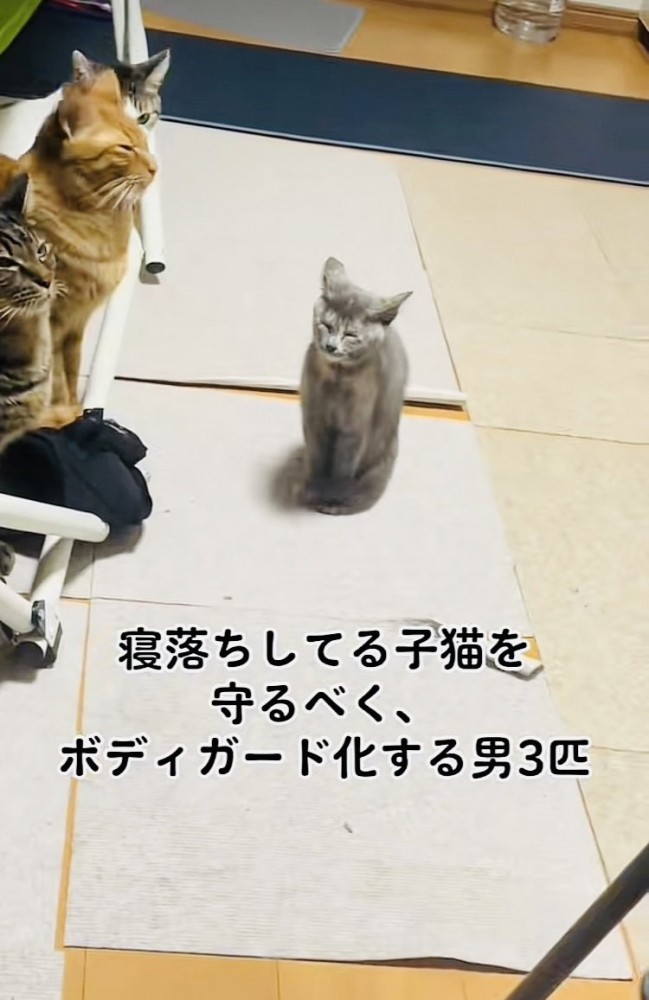 ウトウトする子猫を見守るキジトラ猫と茶トラ猫とハチワレ猫