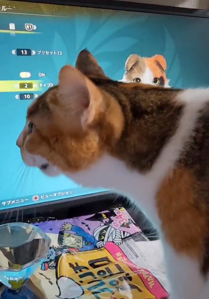 鳴き声を出す猫