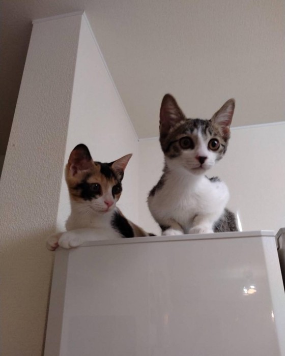 冷蔵庫の上に乗る2匹の猫