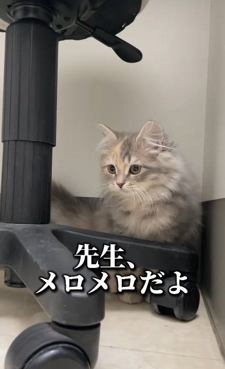椅子の下にいる子猫