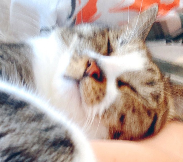 大きくなった猫