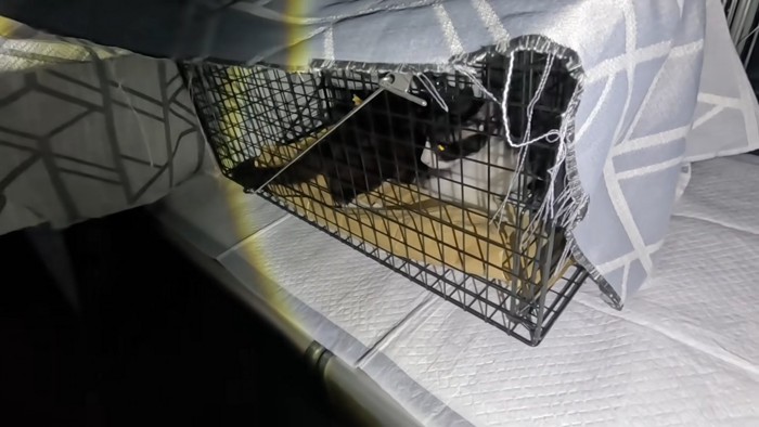 捕獲器の中にいる猫