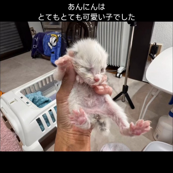 手で持たれる子猫