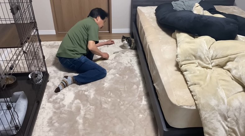 おもちゃで遊ぶお父さんと子猫