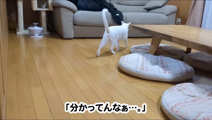 部屋をいどうする猫