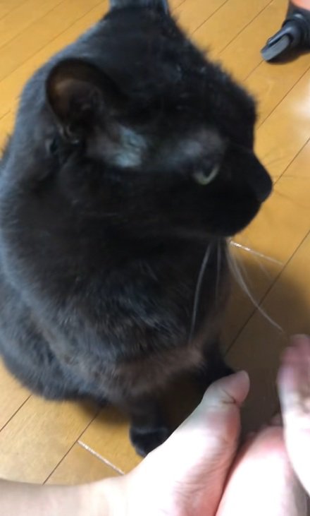 飼い主の前で座っている黒猫
