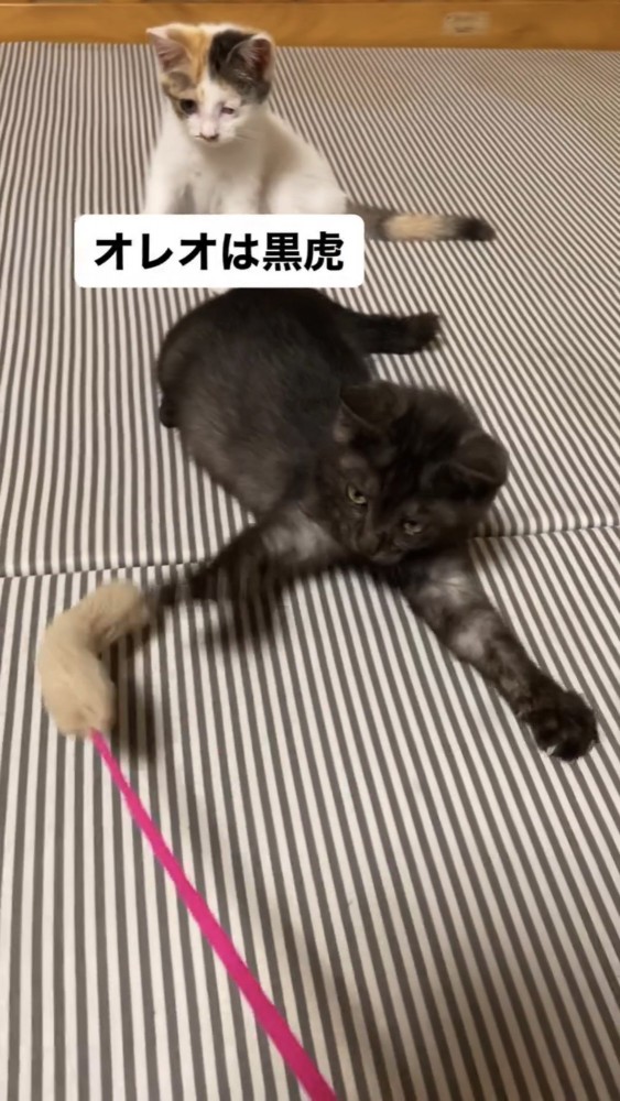 遊ぶ子猫