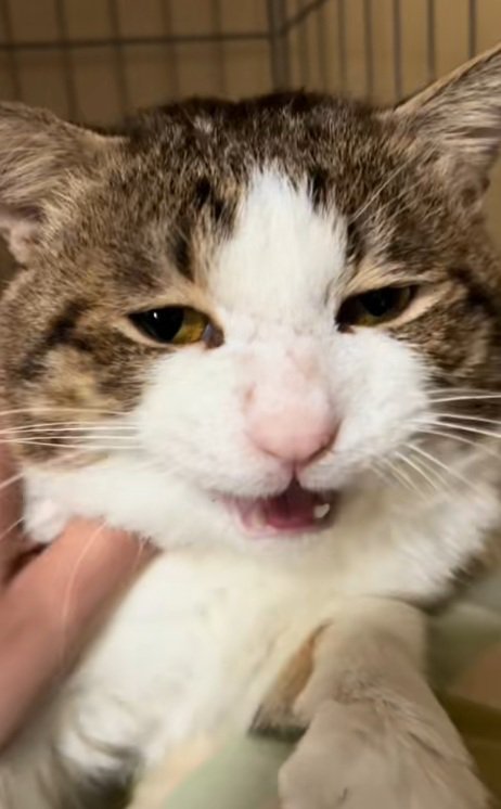 首を撫でられて鳴いている猫