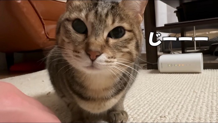 男性のそばで男性の顔を見つめるキジトラ猫