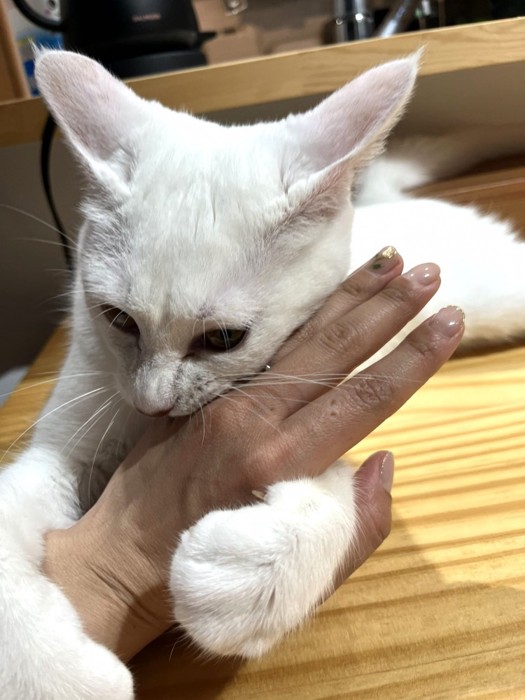 俯き加減で夢中で手をかじる白猫