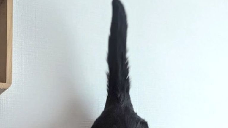 猫のしっぽ