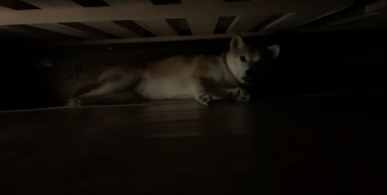 ベッドの下で横になっている柴犬