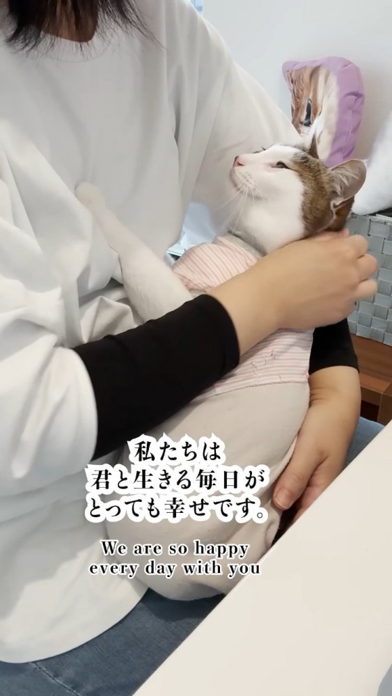 ママに抱っこされるキジ白猫