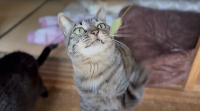 ねこじゃらしで遊ぶキジトラ猫