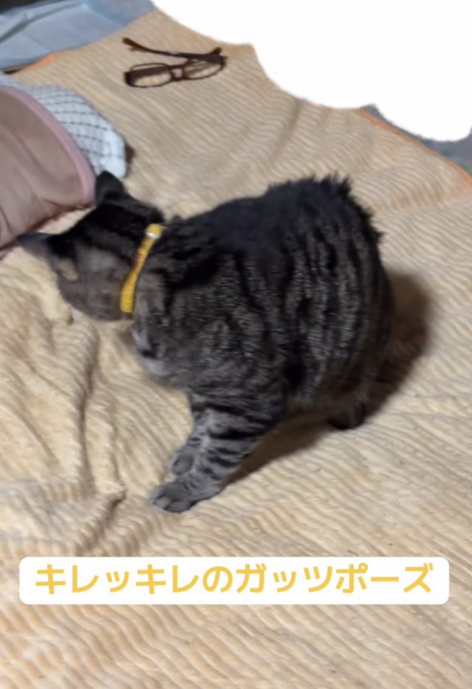 猫の背中