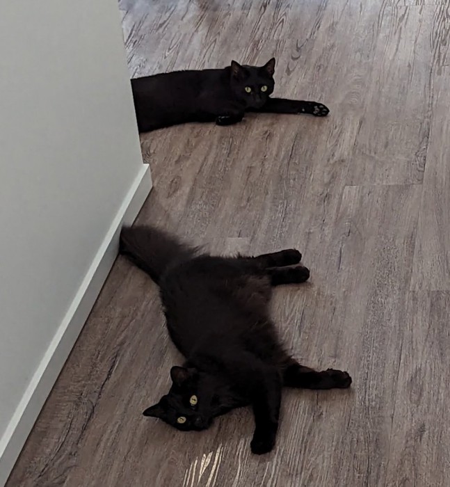 寝そべる2匹の猫