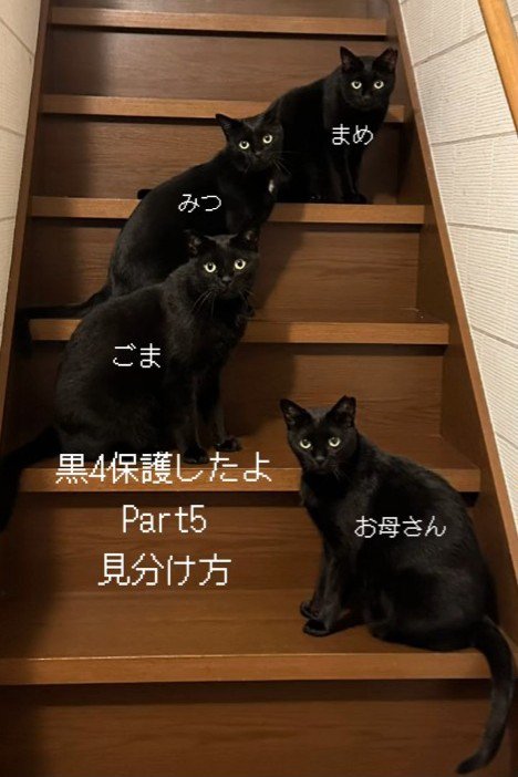 階段に座る4匹の猫
