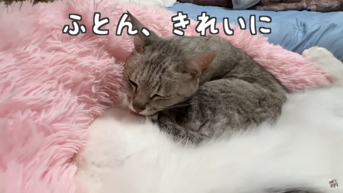 毛づくろいする猫