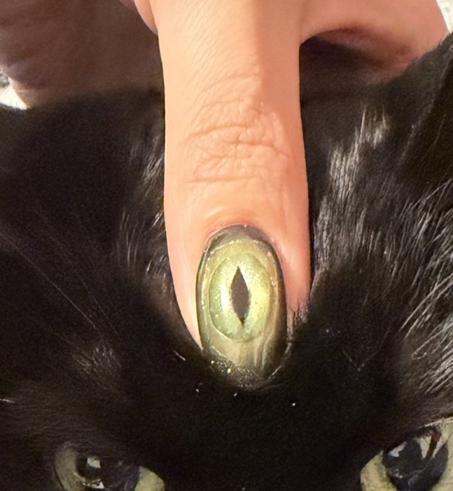 猫の頭に親指を乗せる飼い主