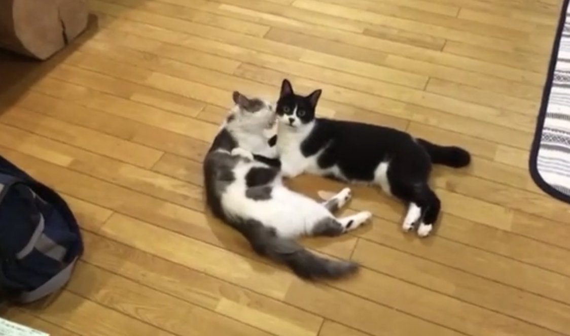 顔を毛づくろいしてもらっているハチワレ猫